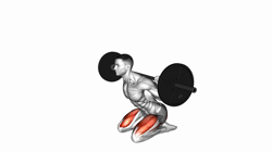 Barbell Squat (On Knees)